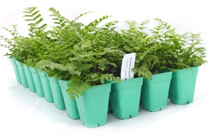 <p>Dryopteris marginalis (32 cell tray)</p>