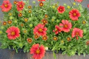 <p>Gaillardia 