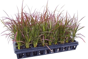 <p>Pennisetum setaceum 