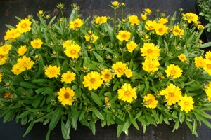 <p>Coreopsis grandiflora 