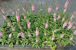 <p>Veronica spicata ssp. incana&nbsp; 