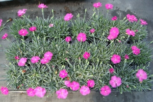 <p>Dianthus 