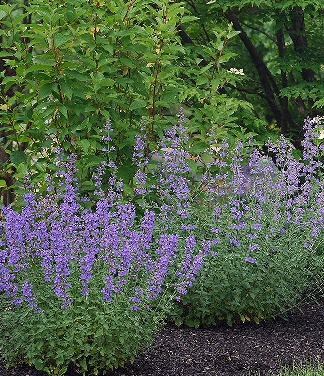 Nepeta 