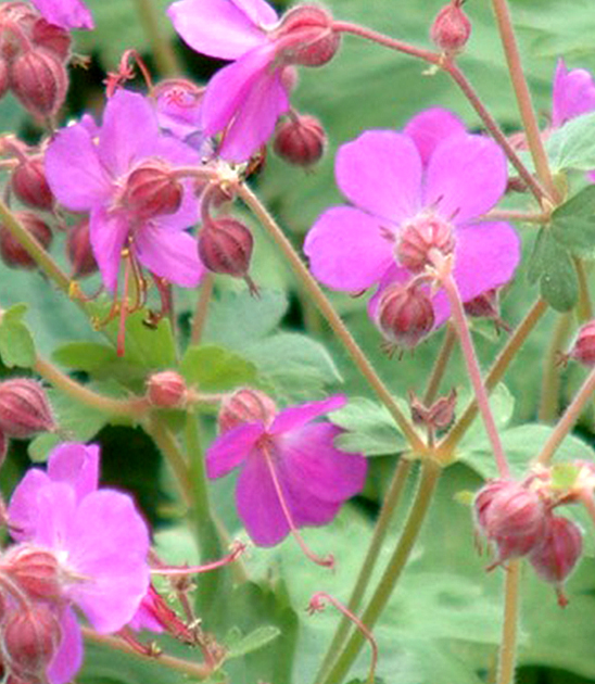 Geranium macrorrhizum 'Bevan's Variety' - Perennial Market